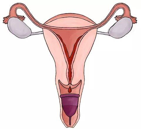 Copa menstrual interior