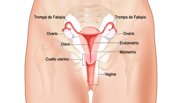 Tipos de flujo vaginal en la mujer