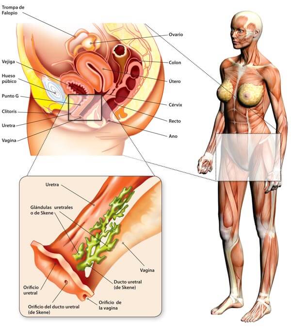 Anatomía de la próstata femenina
